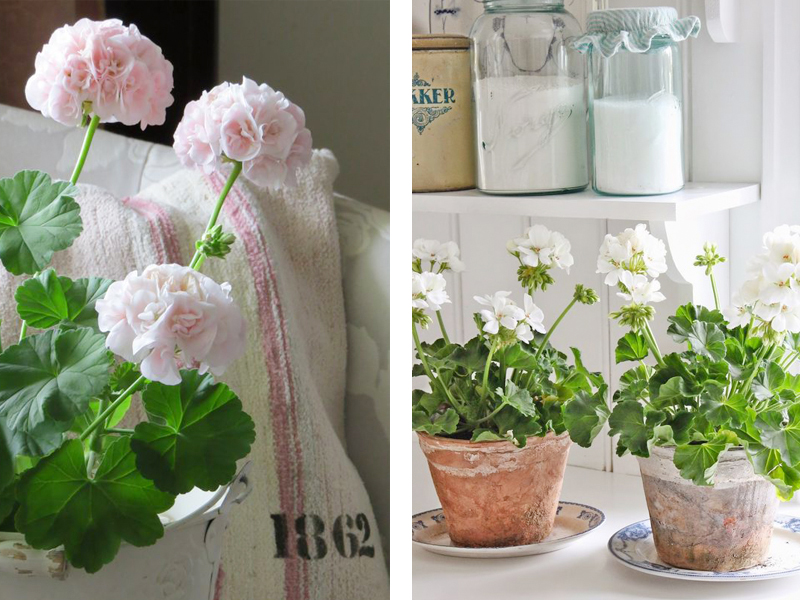 사랑스러운 제라늄 (Geranium)