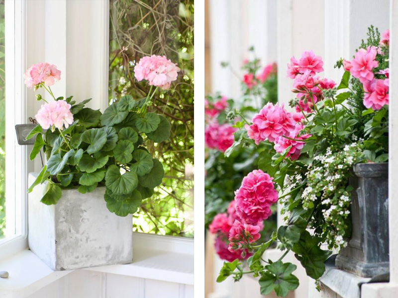 사랑스러운 제라늄 (Geranium)