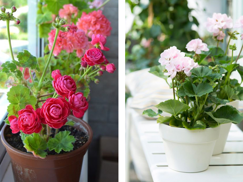 사랑스러운 제라늄 (Geranium)